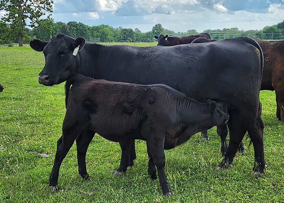 Angus Females for Sale