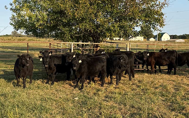 Private Treaty Heifers