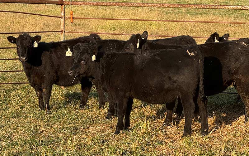 Private Treaty Heifers